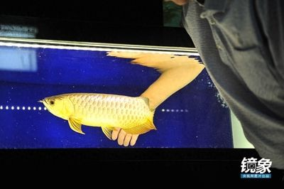紅龍魚和金龍魚雜交：紅龍魚和金龍魚雜交實驗