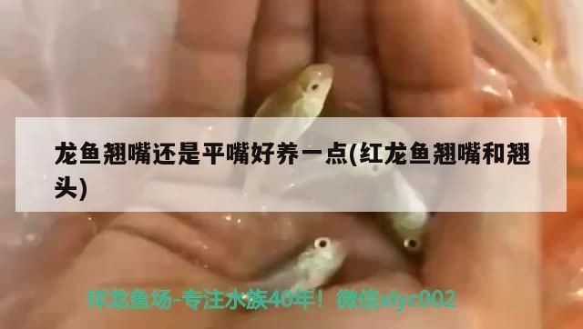 紅龍魚翹頭和翹嘴：紅龍魚翹頭和翹嘴的區別
