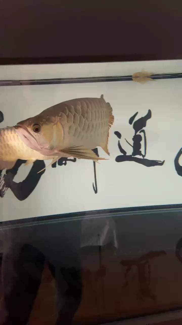 18個月 18個月 龍魚論壇