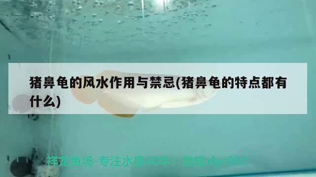 豬鼻龜的風水作用與禁忌(豬鼻龜的特點都有什么)