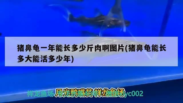 豬鼻龜一年能長多少斤肉啊圖片(豬鼻龜能長多大能活多少年) 豬鼻龜一年能長多少斤肉啊圖片(豬鼻龜能長多大能活多少年) 豬鼻龜百科