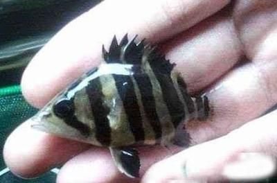 小虎魚眼睛發白怎么回事：小虎魚的眼睛發白怎么回事