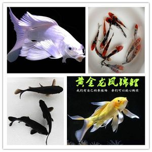 觀賞魚鑒賞家是誰（什么是“觀賞魚鑒賞家”）