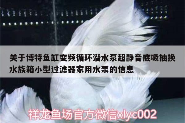 魚缸用增氧泵價格是多少:魚缸增氧機-xtrac增氧機-xtrac增氧機 關于博特魚缸變頻循環潛水泵超靜音底吸抽換水族箱小型過濾器家用水泵的信息 博特水族 關于博特魚缸變頻循環潛水泵超靜音底吸抽換水族箱小型過濾器家用水泵的信息 關于博特魚缸變頻循環潛水泵超靜音底吸抽換水族箱小型過濾器家用水泵的信息 博特水族