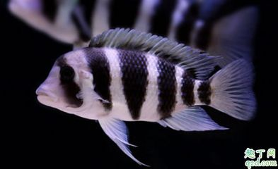小虎魚的圖片：關于小虎魚的一些圖片