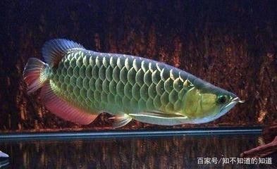 龍魚翻譯 龍魚翻譯 龍魚百科 第1張