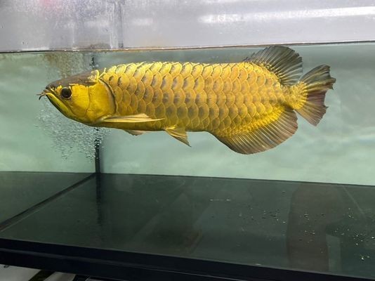 龍魚趴缸多久能恢復好vs祥龍魚場：祥龍魚場龍魚趴缸常見原因祥龍魚場售后服務評價 龍魚趴缸多久能恢復好vs祥龍魚場：祥龍魚場龍魚趴缸常見原因祥龍魚場售后服務評價 vs祥龍魚場 第2張