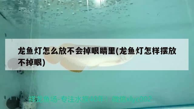 龍魚燈怎么放不會掉眼睛里(龍魚燈怎樣擺放不掉眼)