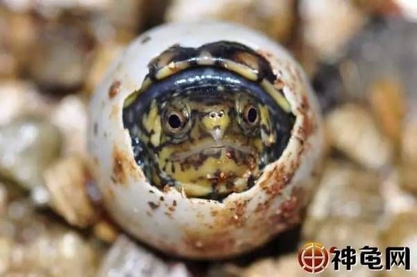 豬鼻龜蛋孵化最佳方法：豬鼻龜怎么看公母