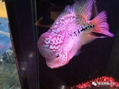 觀賞魚種類羅漢魚（關于羅漢魚的一些詳細信息）