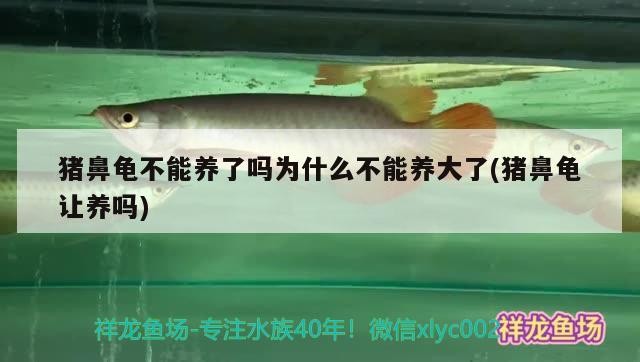 豬鼻龜不能養了嗎為什么不能養大了(豬鼻龜讓養嗎)