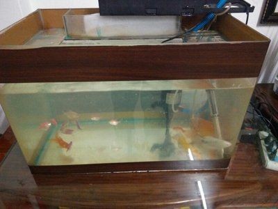 80厘米的魚缸養一條招財魚：80厘米的魚缸適合養什么樣的魚