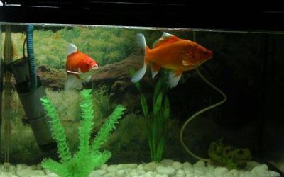 80厘米的魚缸養一條招財魚：80厘米的魚缸適合養什么樣的魚