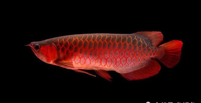 紅龍魚年齡：如何判斷紅龍魚的年齡