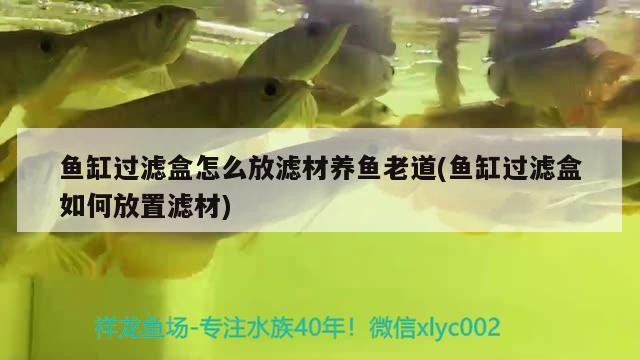 魚缸過濾盒怎么放濾材養魚老道(魚缸過濾盒如何放置濾材)