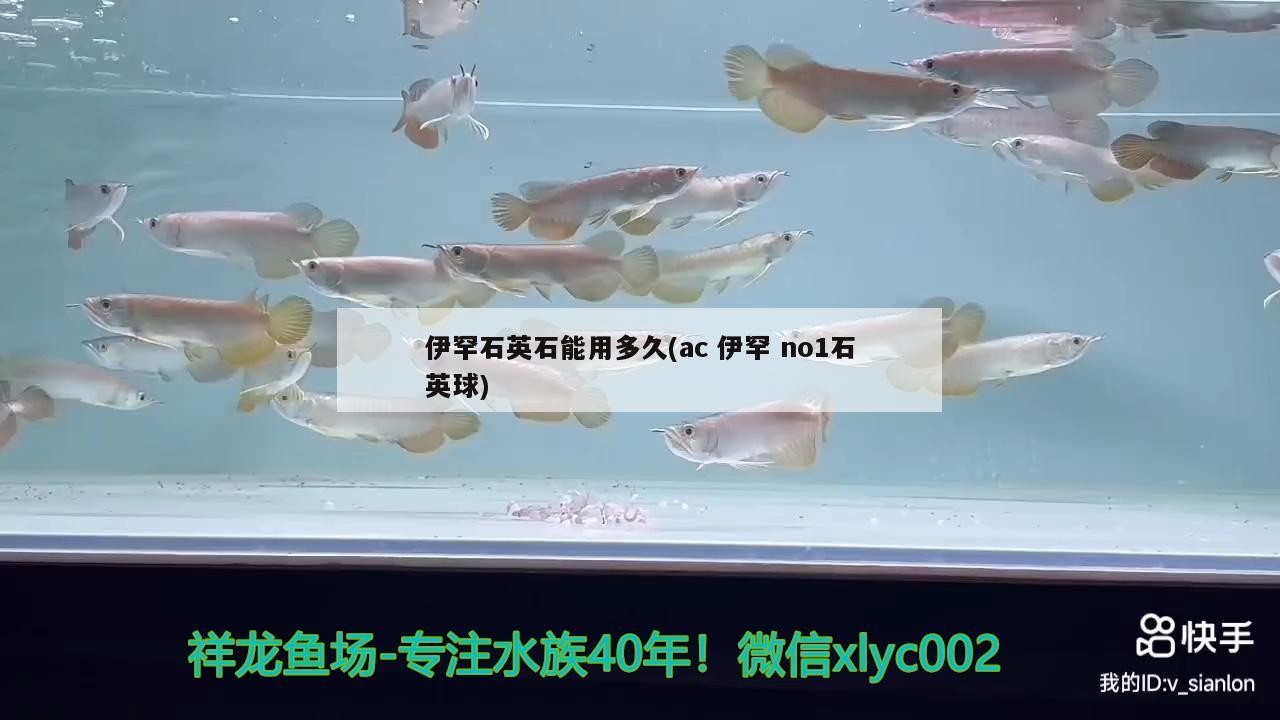 紅龍魚用黃燈烤有用嗎 伊罕石英石能用多久(ac伊罕no1石英球) 伊罕水族 伊罕石英石能用多久(ac伊罕no1石英球) 伊罕石英石能用多久(ac伊罕no1石英球) 伊罕水族