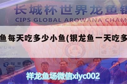 銀龍魚每天吃多少小魚(銀龍魚一天吃多少小魚)