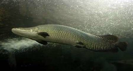 魟魚尾部兩片往上翹：魟魚尾部兩片往上翹是怎么回事？