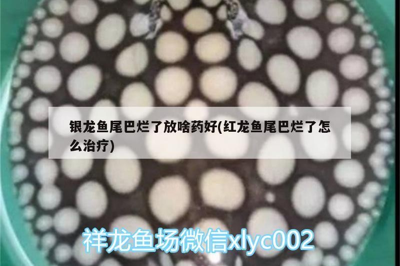 銀龍魚尾巴爛了放啥藥好(紅龍魚尾巴爛了怎么治療)