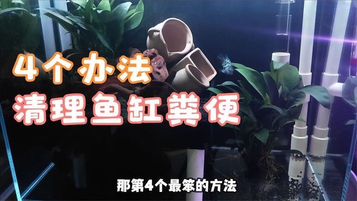 魚(yú)缸內(nèi)很多懸浮顆粒物 魚(yú)缸內(nèi)很多懸浮顆粒物 魚(yú)缸百科