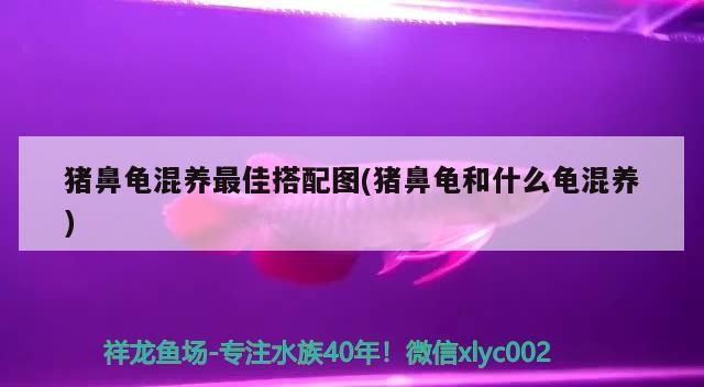 豬鼻龜混養最佳搭配圖(豬鼻龜和什么龜混養)