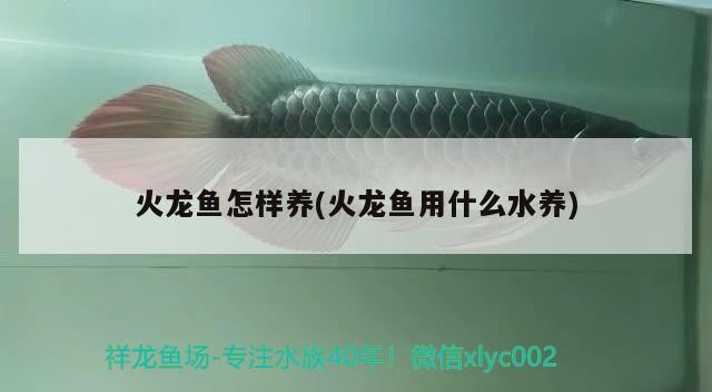 大魚缸側(cè)濾加裝（魚缸的水如何變清）