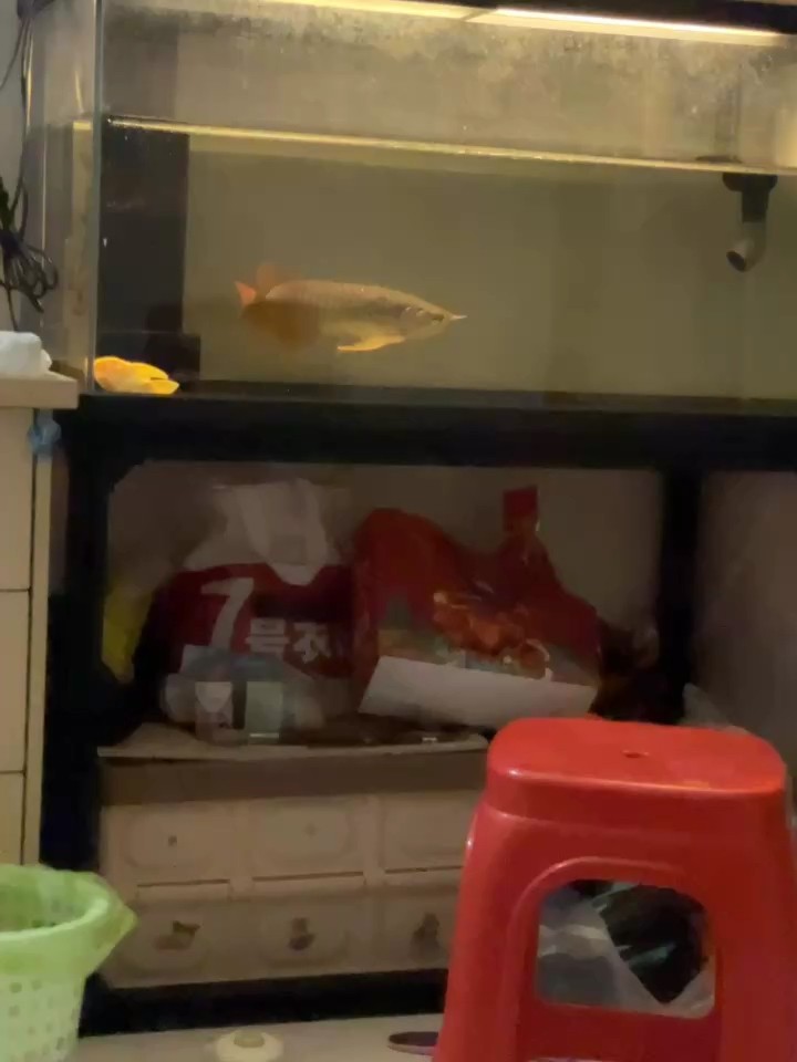 什么魚能和龍魚、虎魚混養(yǎng)(龍魚能和虎魚混養(yǎng)嗎) 開始培養(yǎng) 龍魚論壇 開始培養(yǎng) 開始培養(yǎng) 龍魚論壇