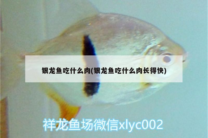 銀龍魚吃什么肉(銀龍魚吃什么肉長(zhǎng)得快)