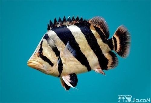 印度虎魚怎么養活最好：關于印尼虎魚的飼養方法和注意事項