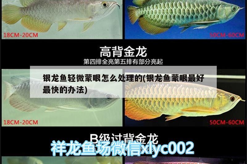 銀龍魚(yú)輕微蒙眼怎么處理的(銀龍魚(yú)蒙眼最好最快的辦法)