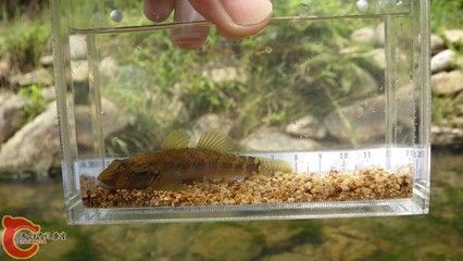 臺灣吻蝦虎怎么養：臺灣吻蝦虎怎么養臺灣吻蝦虎怎么養