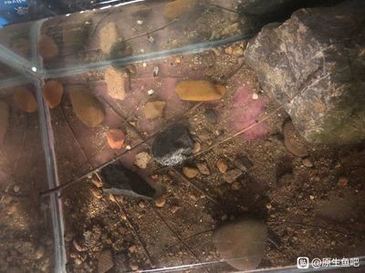 臺灣吻蝦虎怎么養：臺灣吻蝦虎怎么養臺灣吻蝦虎怎么養