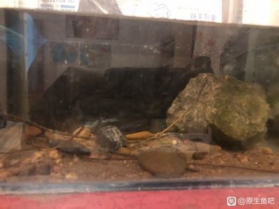 臺灣吻蝦虎怎么養：臺灣吻蝦虎怎么養臺灣吻蝦虎怎么養