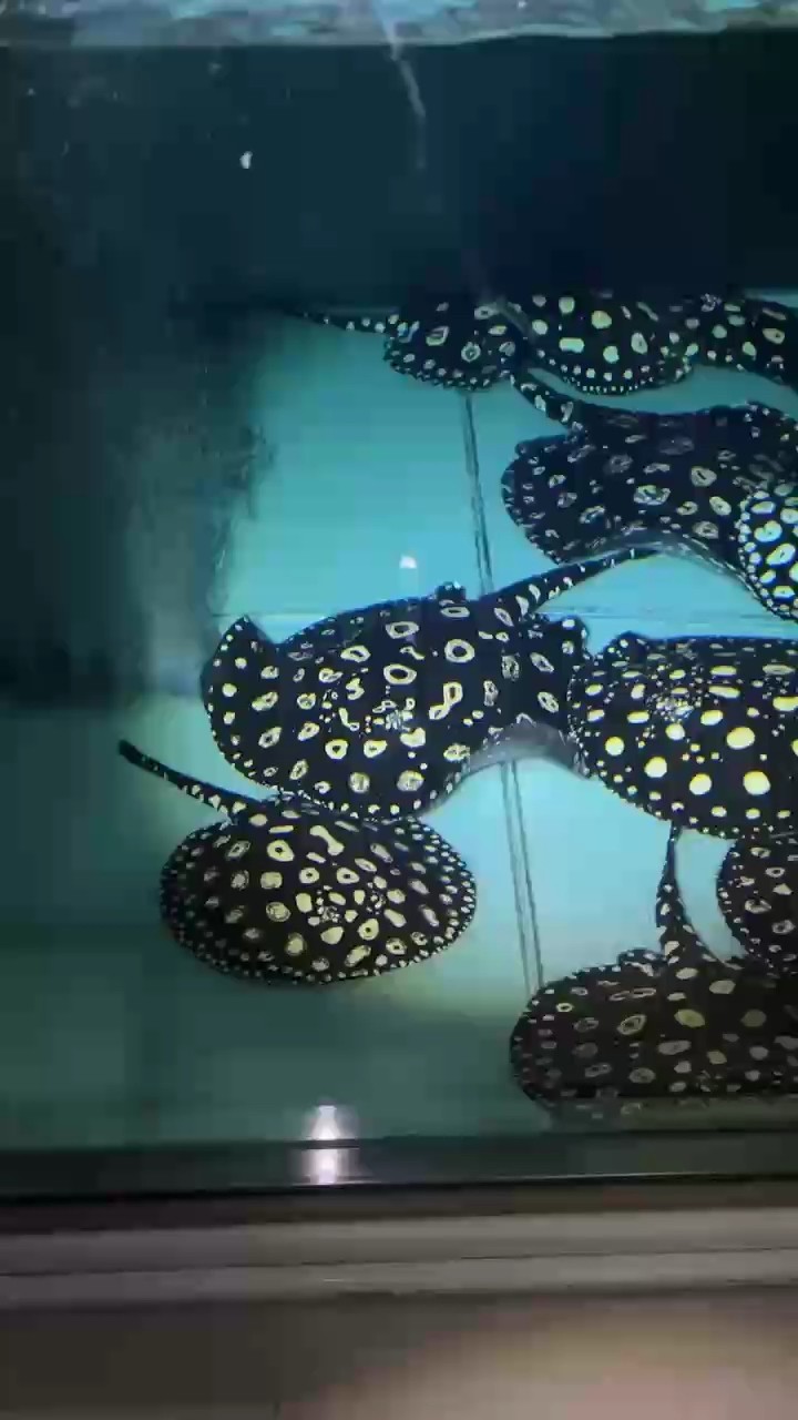 龍魚干蝦有營養嗎 穩定種群歡迎合作交流 龍魚論壇 穩定種群歡迎合作交流 穩定種群歡迎合作交流 龍魚論壇