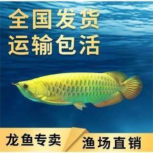 金龍魚運(yùn)輸后適應(yīng)期管理：金龍魚運(yùn)輸后適應(yīng)期的管理 金龍魚運(yùn)輸后適應(yīng)期管理：金龍魚運(yùn)輸后適應(yīng)期的管理 金龍魚百科 第5張
