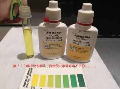 給魟魚檢疫用什么藥：給魟魚進行檢疫時選擇合適的藥物是非常重要的以下是根據搜索結果 給魟魚檢疫用什么藥：給魟魚進行檢疫時選擇合適的藥物是非常重要的以下是根據搜索結果 魟魚百科 第3張