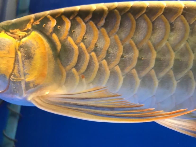 福州市倉山區(qū)西海之韻水族店 福州市倉山區(qū)西海之韻水族店 全國水族館企業(yè)名錄 第1張