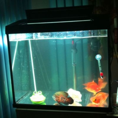 開門就見魚缸正對大門西北方好不好，魚缸風水如何選擇？