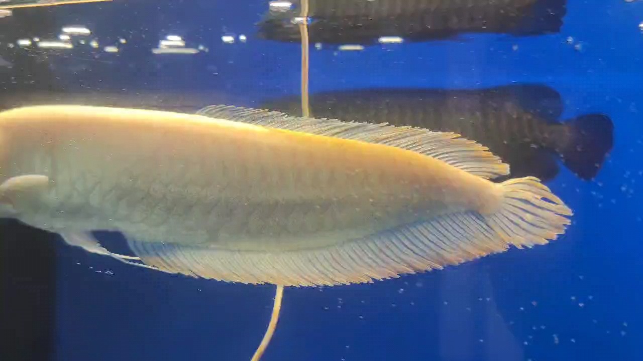 黑缸養古典