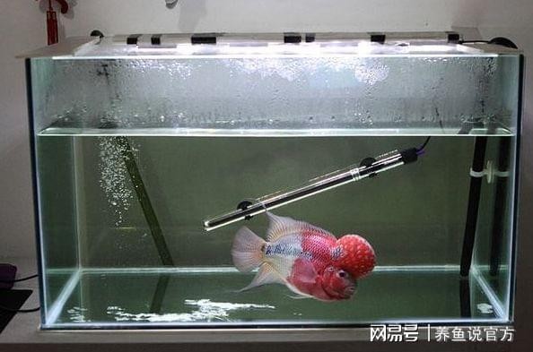 貴陽魚缸廠家電話地址及電話多少 貴陽魚缸廠家電話地址及電話多少 魚缸百科