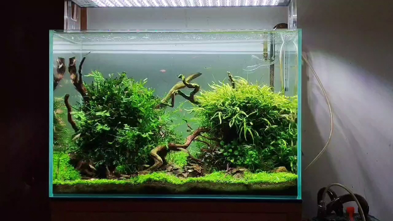 60草缸