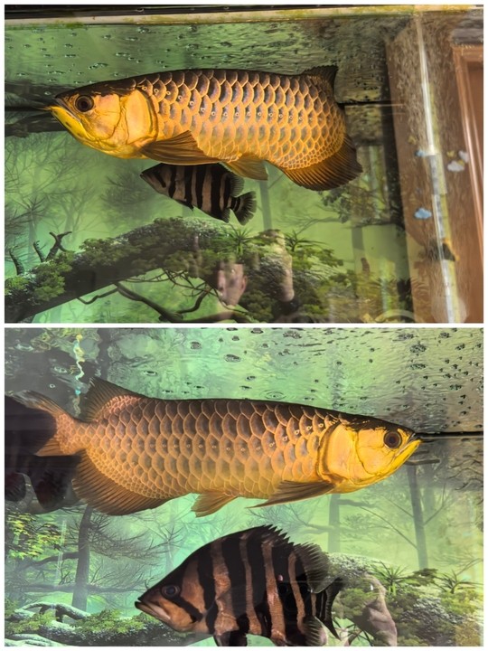 八年 八年 龍魚論壇 第1張