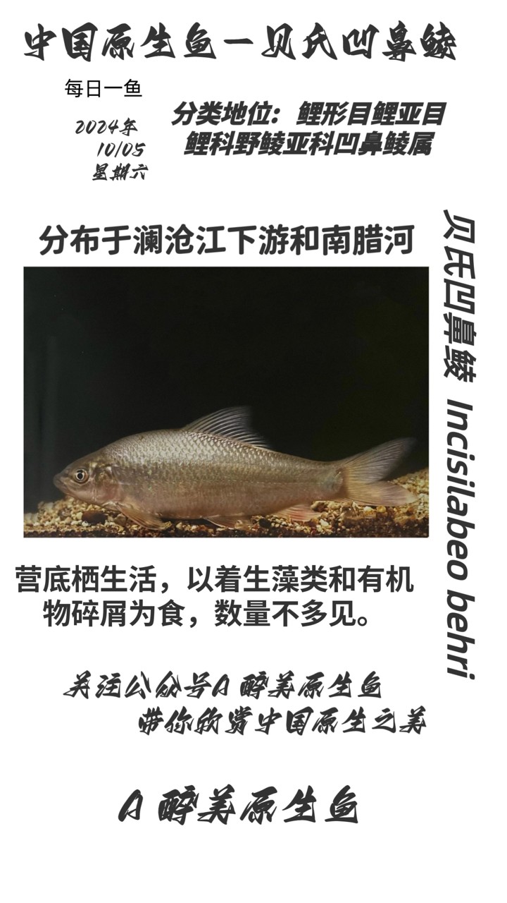 貝氏凹鼻鯪