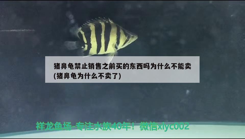 豬鼻龜禁止銷售之前買的東西嗎為什么不能賣(豬鼻龜為什么不賣了) 豬鼻龜禁止銷售之前買的東西嗎為什么不能賣(豬鼻龜為什么不賣了) 豬鼻龜百科
