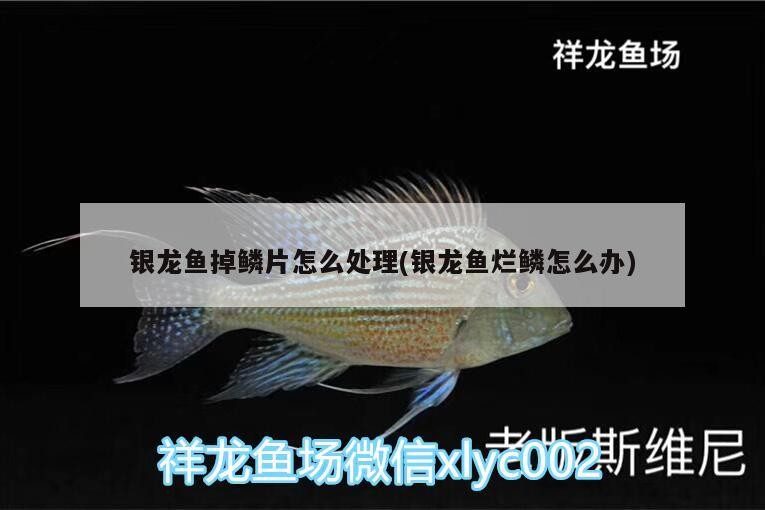 我的虎魚真菌感染了要怎么處理 銀龍魚掉鱗片怎么處理(銀龍魚爛鱗怎么辦) 銀龍魚百科 銀龍魚掉鱗片怎么處理(銀龍魚爛鱗怎么辦) 銀龍魚掉鱗片怎么處理(銀龍魚爛鱗怎么辦) 銀龍魚百科