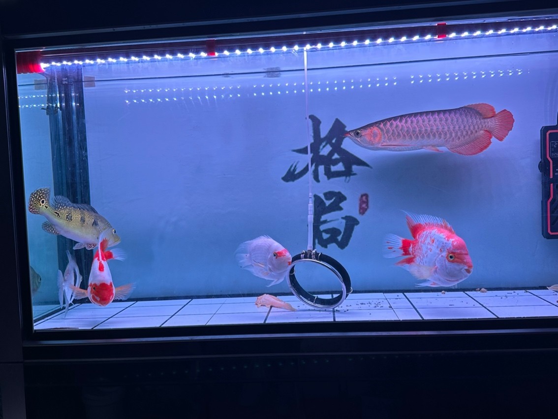 靜態 靜態 龍魚論壇 第1張