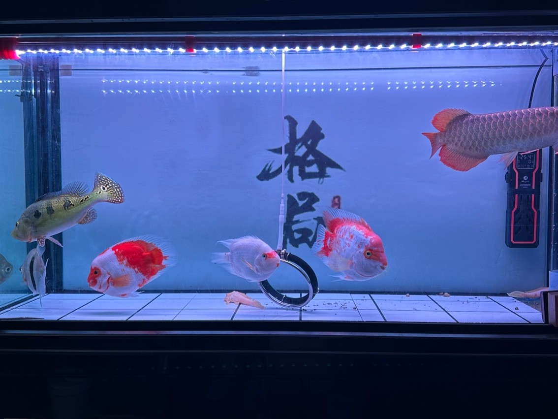 靜態 靜態 龍魚論壇 第2張