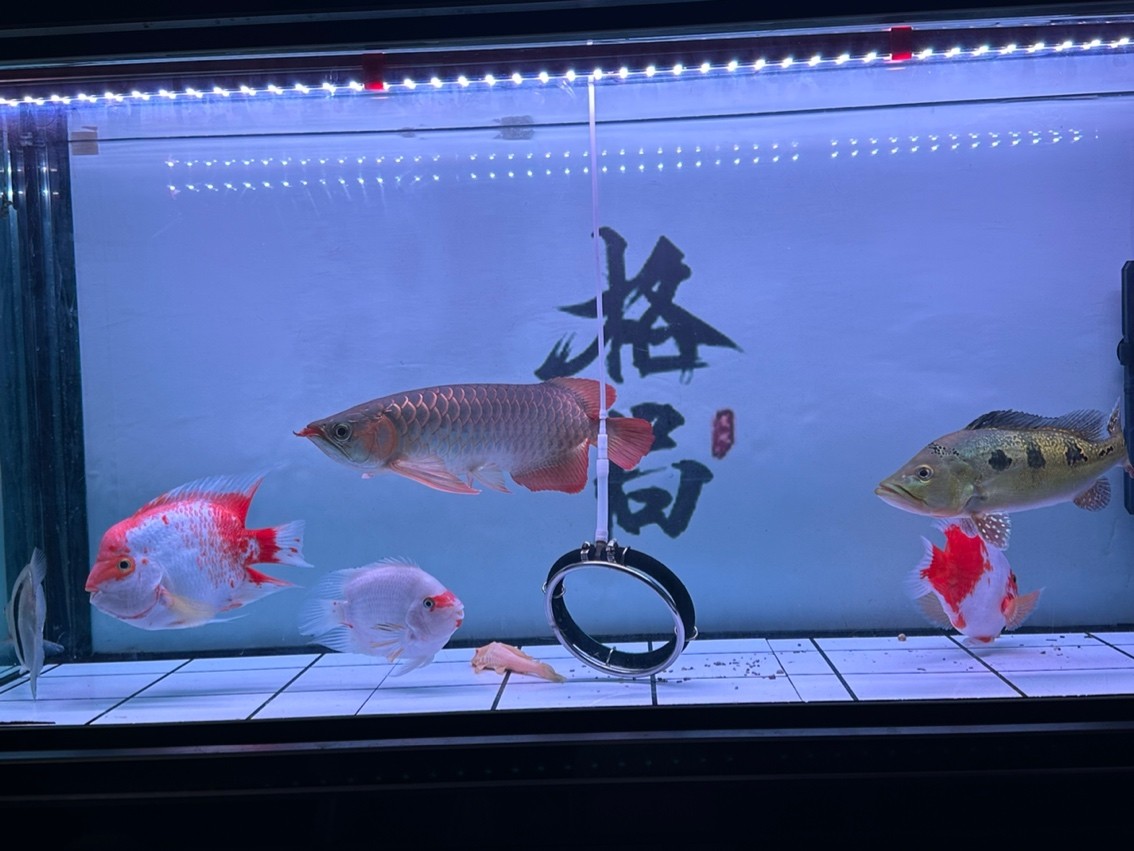靜態 靜態 龍魚論壇 第3張