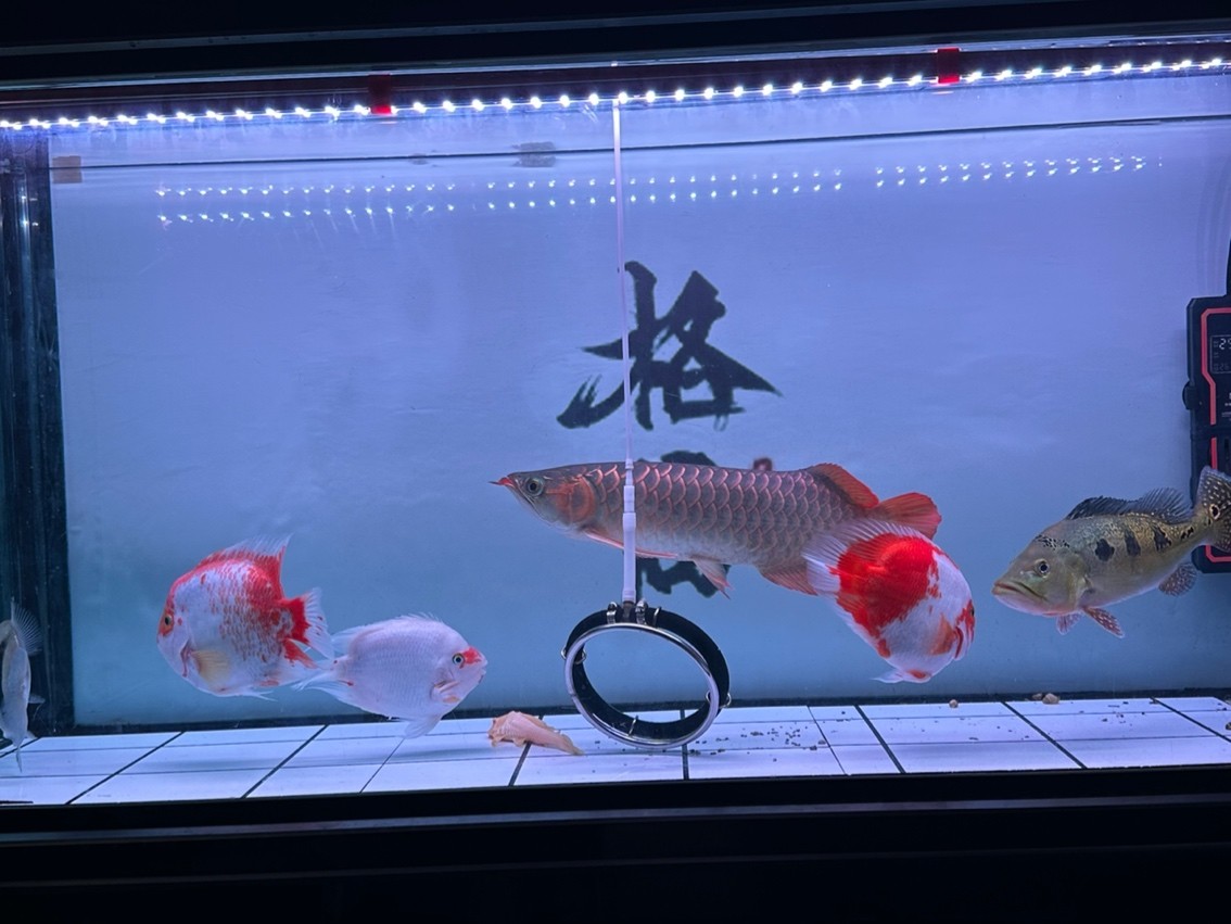 靜態 靜態 龍魚論壇 第4張