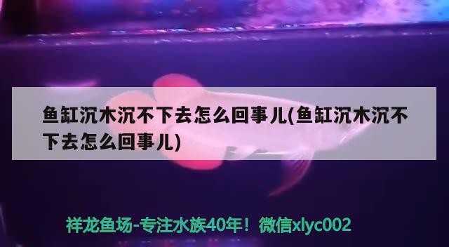 魚缸沉木沉不下去怎么回事兒(魚缸沉木沉不下去怎么回事兒) 魚缸沉木沉不下去怎么回事兒(魚缸沉木沉不下去怎么回事兒) 金龍魚百科